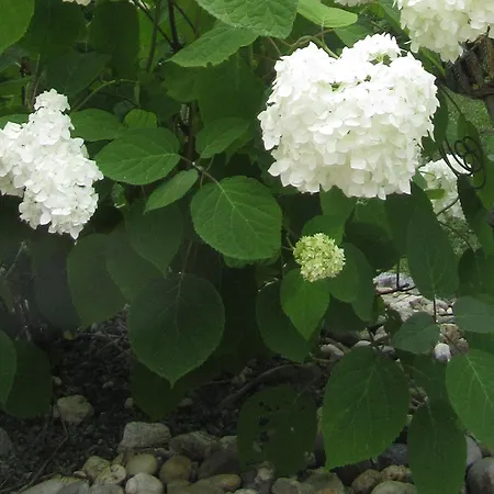 بيت للعطل Weinberghaus