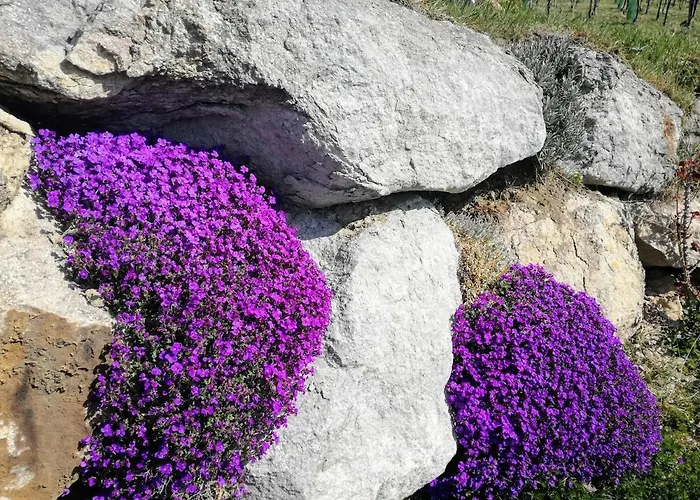 Weinberghaus بيت للعطل *