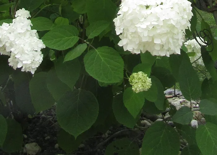 بيت للعطل Weinberghaus